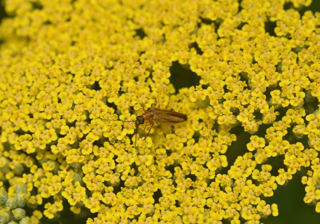 Oedemeridae: femmina di Oedemera podagrariae